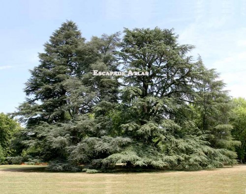 The lakes and Cedar Forests of the Middle Atlas